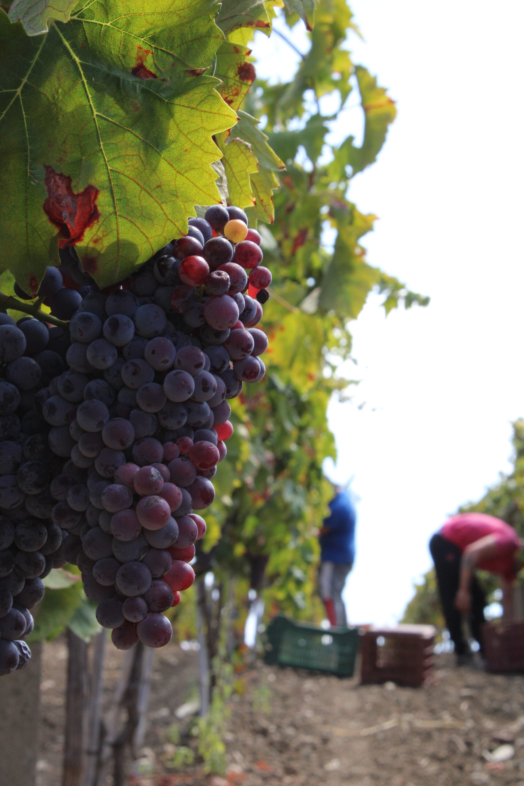 vigneti cantina francesco malena